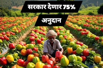 Capsicum Farming Subsidy Scheme