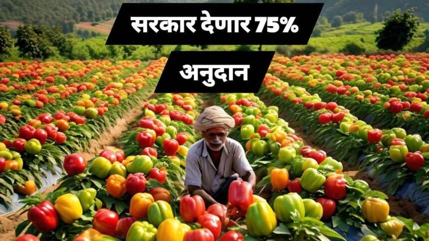 Capsicum Farming Subsidy Scheme